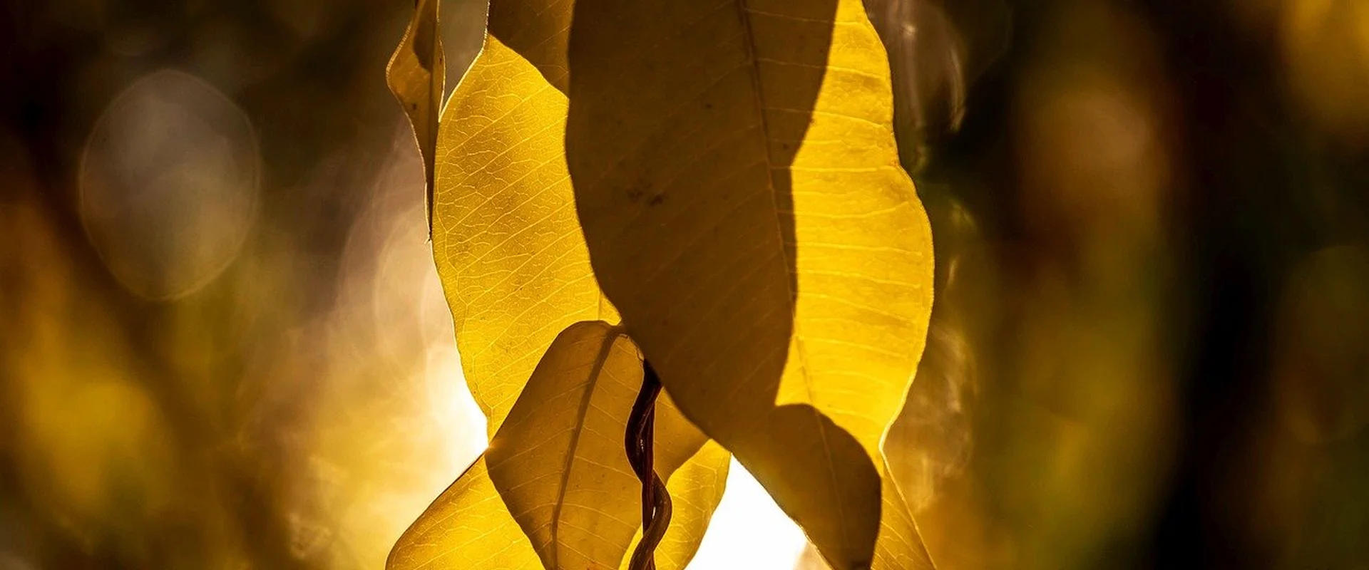 德州扑克appPG电子